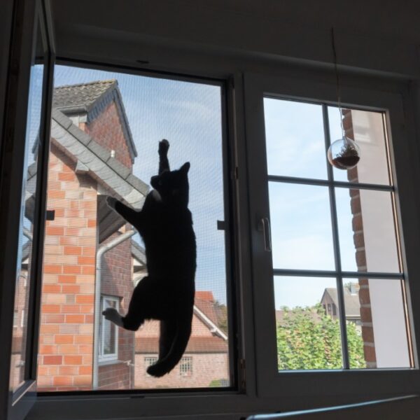 Katzensicheres Fliegengitter